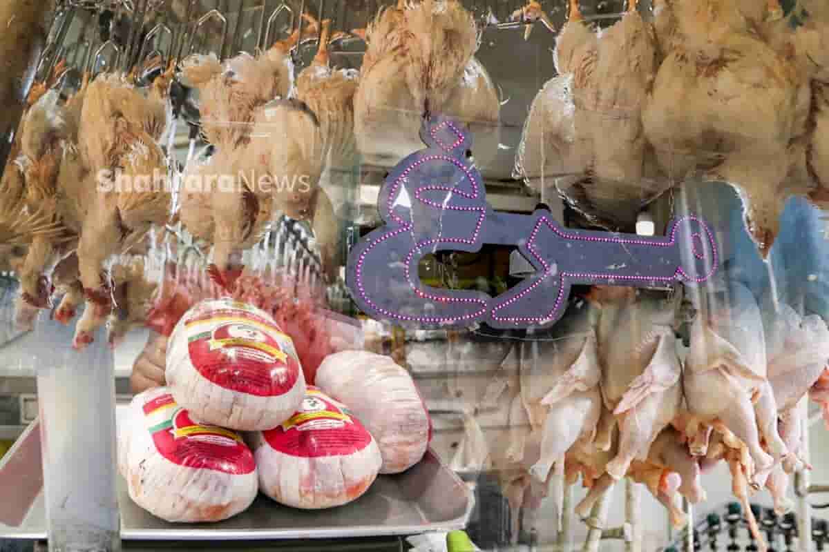 تصویر 2 از مرغ سیارا با وزن دقیق مطابق استاندارد بهداشتی